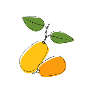 矢量的复古风格手绘金桔水果.独立的颜色设计元素.