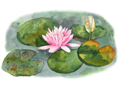 在白色背景上池塘睡莲的植物水彩插图