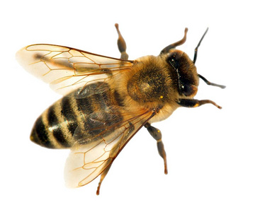 意大利蜜蜂图片-意大利蜜蜂素材-意大利蜜蜂插画-摄图新视界