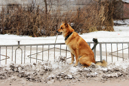 在商店附近,一只红头发的狗被绑在栅栏上,用皮带绑着它的主人