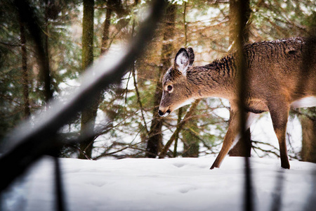 小鹿在冬季在森林里散步