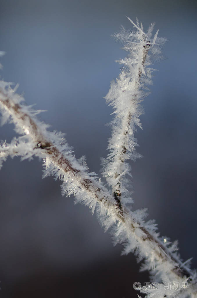 冰冷的霜晶体的冰冻的冬天叶