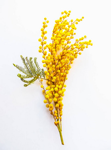 黄色的含羞草，又称相思或银荆或蓝荆花