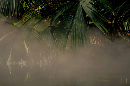 在水面和棕榈叶上发雾