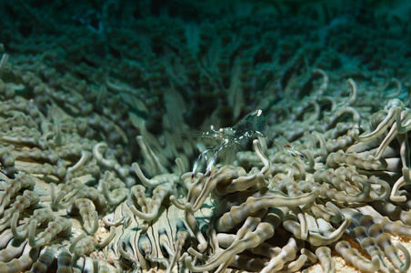 蚱蜢海葵虾