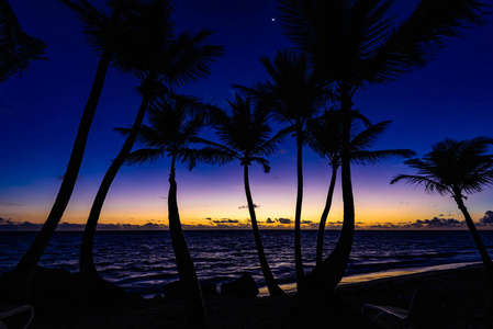 落日下的剪影的棕榈树
