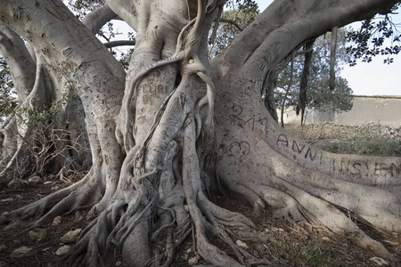 意大利的西西里岛，农村 古沙省，巨大的玉兰树的根部靠近石农场房子