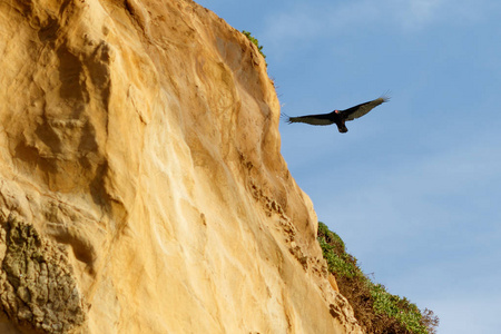 沿悬崖飞行的土耳其秃鹰