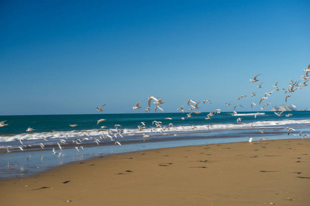 海滩上空飞行的海鸥