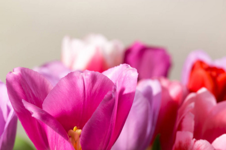 郁金香花特写