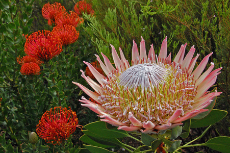 大绽放美丽普罗蒂亚在南非包围 Leucospermum cordifolium