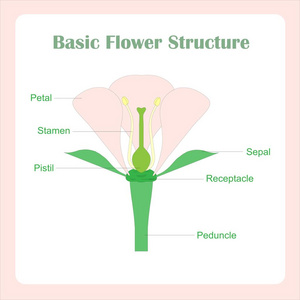 基本花结构方案.学习生物学股票矢量图照片
