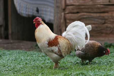 公鸡和鸡在俄国村庄围场