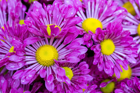 紫色菊花朵雏菊花