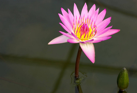 紫莲花在池塘中