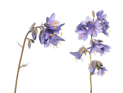 花札图片 花札素材 花札插画 摄图新视界