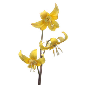 图奥勒米小鹿莉莉 rythronium tuolumnense 黄花孤立在白色背景上
