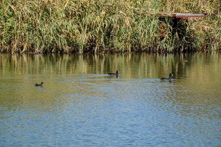 鸭子在池塘里游泳。 野鸭。 德拉克斯和雌性。