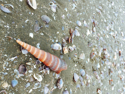 海贝壳和蜗牛在沙滩上