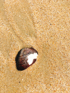 在沙滩上的贝壳与黄沙