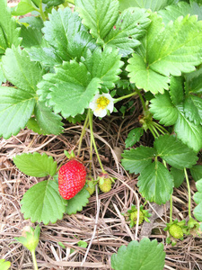 成熟的红草莓种植场