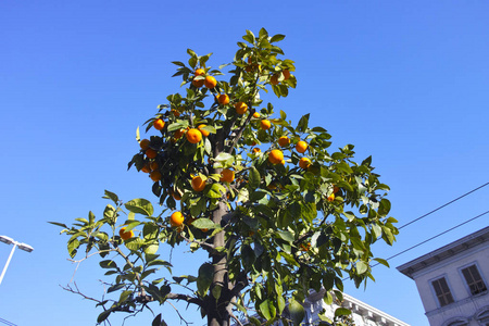 花园里的橘子图片