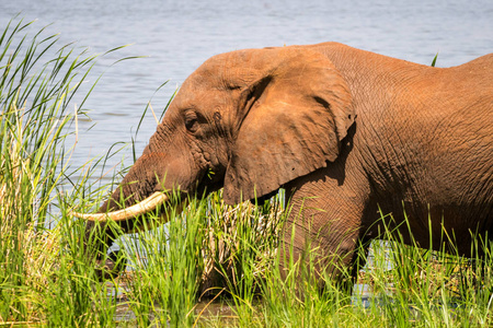 在肯尼亚,非洲大象大羚羊在自然栖息地野生动物肯尼亚非洲肯尼亚马赛