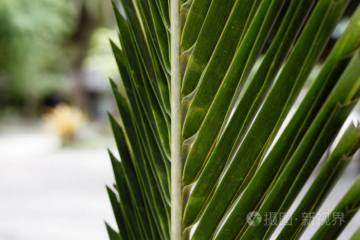 棕榈树的绿叶关闭