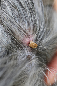 蜱虫狗狗身上的大蜱虫在清洁,昆虫在宠物里爬行疾病.照片