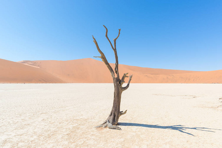 风景秀丽的索苏斯和 Deadvlei 粘土和盐田与雄伟沙丘环抱的编织相思树。纳米布诺克国家公园 主要旅游景点和旅游目的地的纳