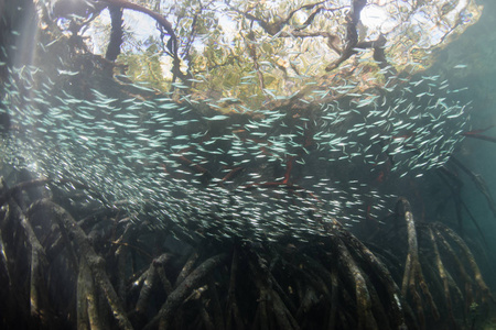 蓝色的水红树林和教育银鱼图片