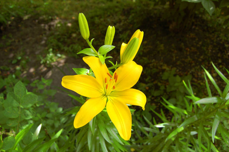 黄色百合花