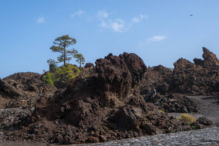 特内里费岛熔岩上的孤子绿色冷杉