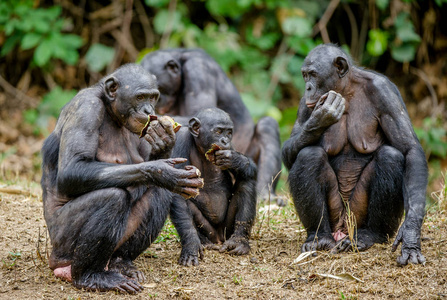 家庭的倭黑猩猩，称为侏儒黑猩猩