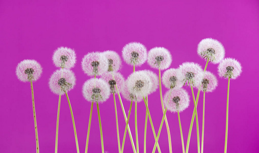 蒲公英的花上紫色背景，空白的背景 性质和春天季节概念上的组对象