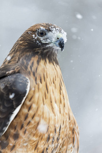 在雪地里的红尾的鹰