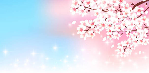 樱桃花春天背景图片
