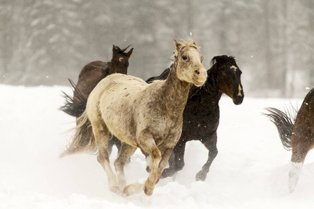 马雪中奔跑照片