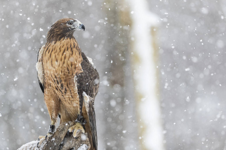 红尾鹰翱翔图片