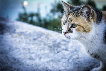 宠物动物, 快乐的小猫咪