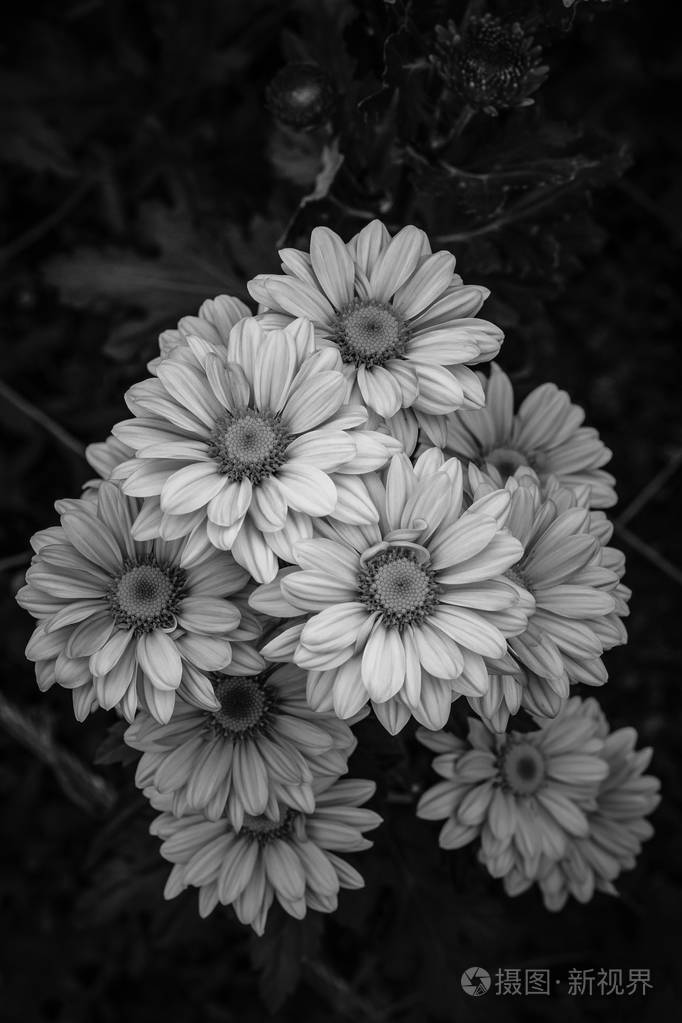 悼念菊花 黑白图片图片