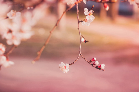 杏树开花的树的一个分支。盛开的春天。春天背景