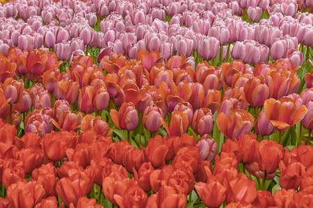 一望无际的田野，色彩艳丽的郁金香，在荷兰的春天库肯霍夫公园