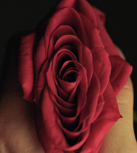 红玫瑰是爱情的象征