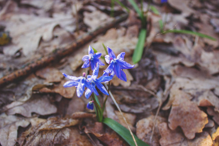 早春的蓝色春天的花朵