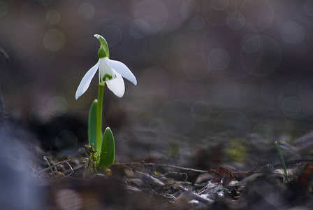 小小的白色雪花莲生长在早春