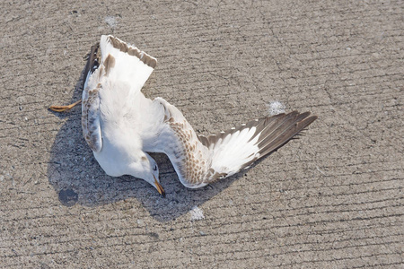 海鸥死在路上