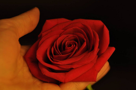 爱情的红玫瑰象征