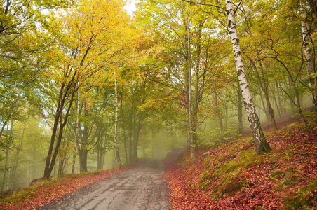 在秋天的雾林中之路图片