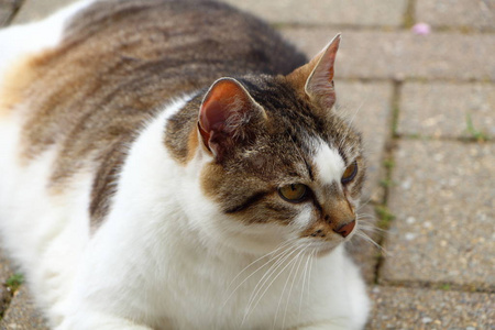 铺设虎斑猫